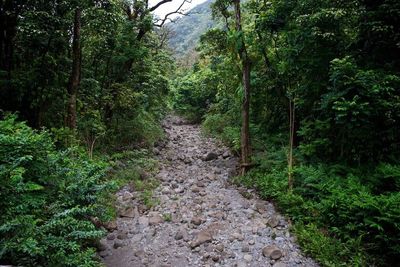 Footpath in forest