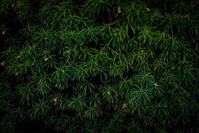 Full frame shot of fresh green plants