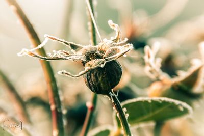 Close-up of spider on web