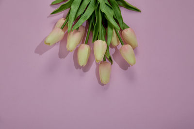 Close-up of pink flowering plant against white background