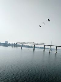 Birds flying over sea against clear sky