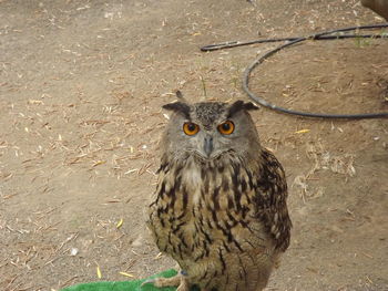 Portrait of owl on field