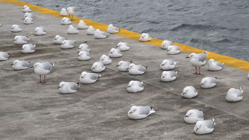 High angle view of seagulls at beach