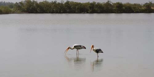 Ducks in a lake