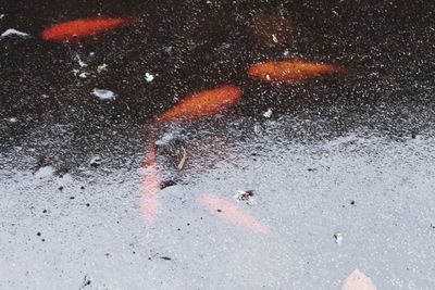 High angle view of koi fish in water