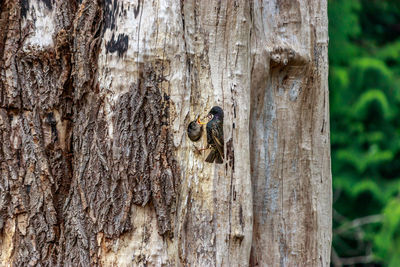 Close-up of insect on tree trunk