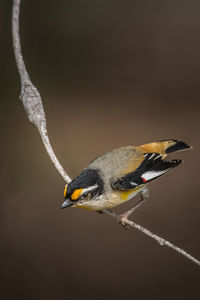 Close-up of bird perching on twig