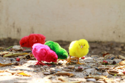 Close-up of birds in a field