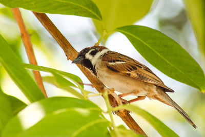 Close-up of bird perching on plant