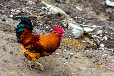 Close-up of rooster