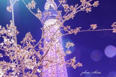 Low angle view of illuminated tree against blue sky at night