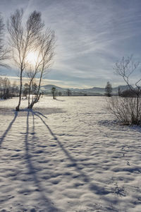 Bare trees on snow covered land