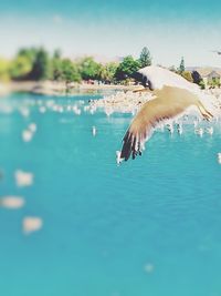 View of birds in water