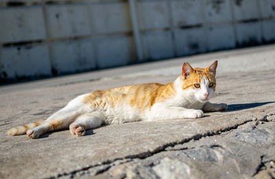 A white and ginger cat having a siesta in the sun at the fishing port of marbella, spain