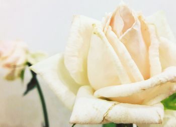 Close-up of rose against white background