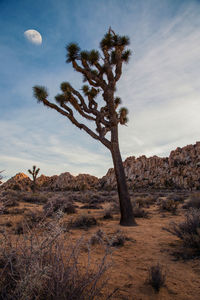 Tree on desert against sky