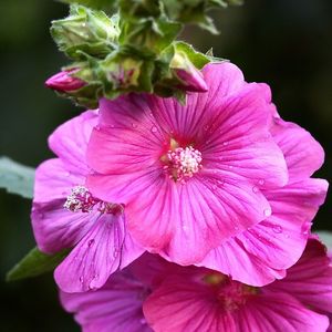 Close-up of pink flower