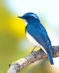 Close-up of bird perching on branch