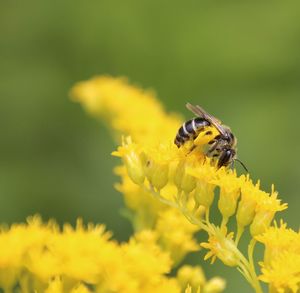 Close-up of bee on yellow flower