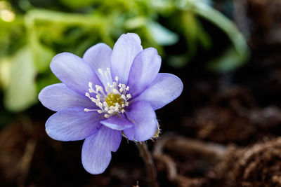 Close-up of purple flowering plant