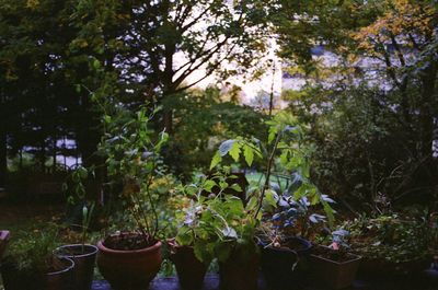 Potted plants in garden