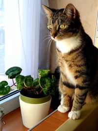 Cat sitting on window sill