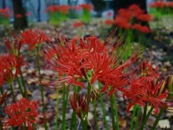 Close-up of red flowers blooming outdoors