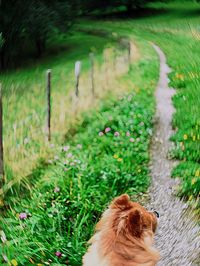 Rear view of dog on field