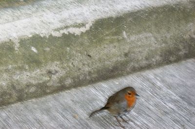 High angle view of bird on floor