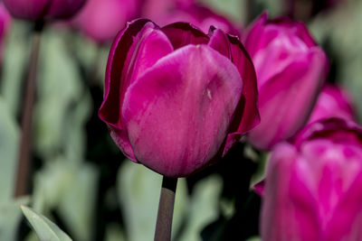 Close-up of pink tulip