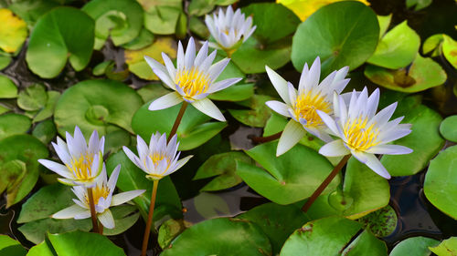 High angle view of flowering plants