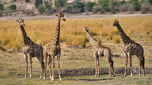 View of giraffes on field