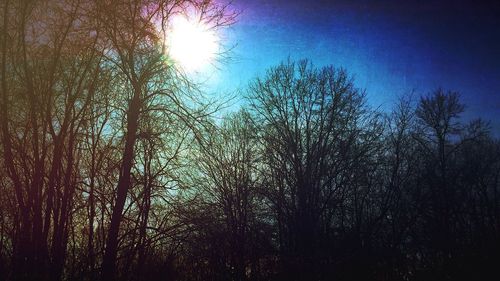 Low angle view of trees against sky