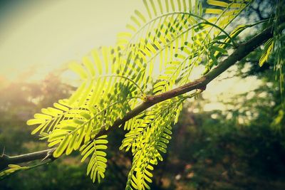 Close-up of plant against sky