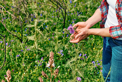 Woman's hands holding milk thistle blossom silybum marianum in meadow. burdock flower spiny. 