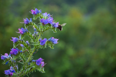 Close-up of bee on purple flower