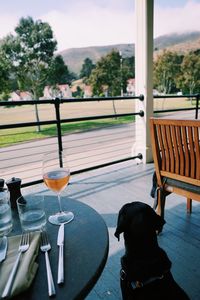 Dog sitting by drink at table in restaurant