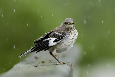 Close-up of bird perching on a lake