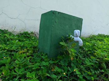 High angle view of white wall with green plants