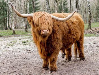 Highland cattle on standing on field
