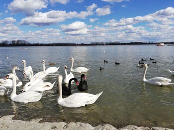 Swans swimming in lake