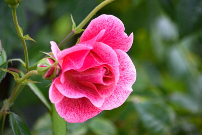 Close-up of pink rose