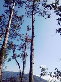 Low angle view of trees against clear blue sky