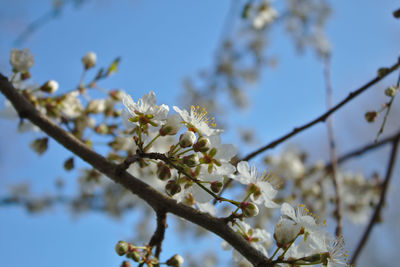 Close-up of cherry blossoms against sky