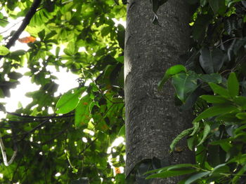 Low angle view of tree leaves in forest