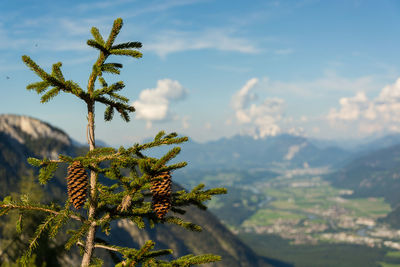 Close-up of tree against sky