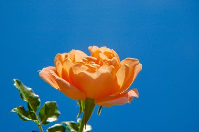 Close-up of rose against blue sky