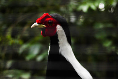 Close-up of a bird