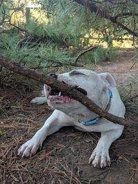 Dog relaxing on field