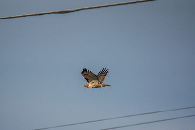 Low angle view of eagle flying against clear sky